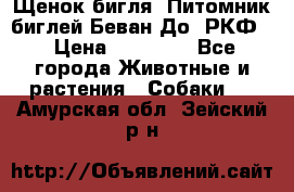 Щенок бигля. Питомник биглей Беван-До (РКФ) › Цена ­ 20 000 - Все города Животные и растения » Собаки   . Амурская обл.,Зейский р-н